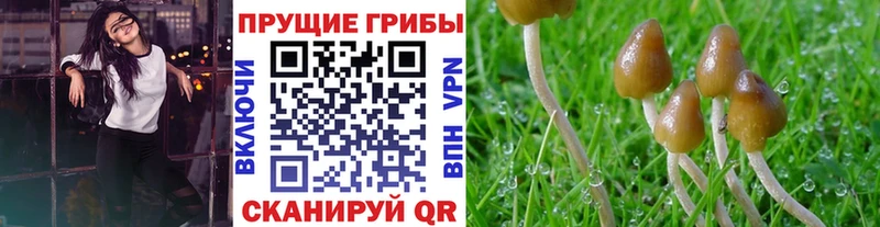 Галлюциногенные грибы Psilocybe  Поворино 